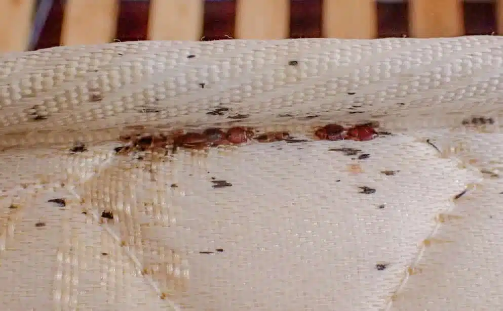 what are the early signs of bed bugs.