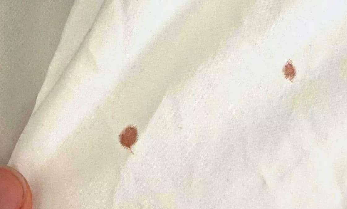 bed bug blood stains