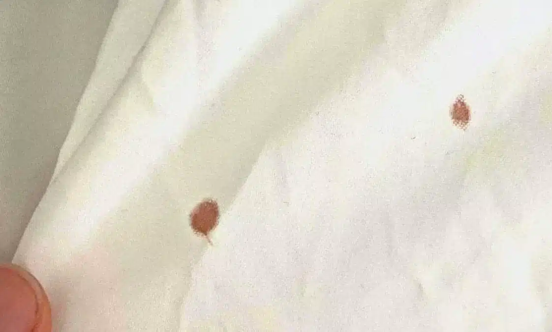 How To Check For Bed Bugs Clearview Bed Bug Monitor