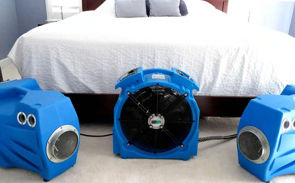 How To Check For Bed Bugs | Clearview Bed Bug Monitor