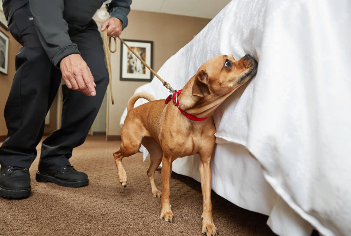 canine bed bug detection