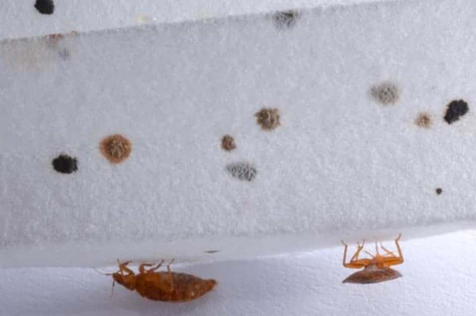 how to know if you have bed bugs
