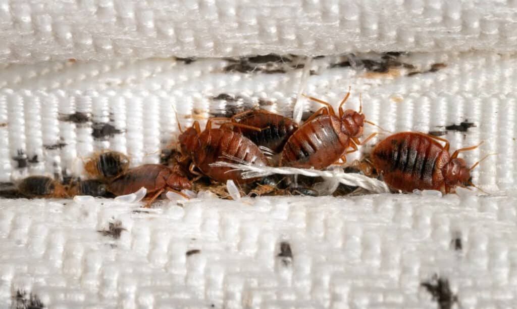 how to check if you have bed bugs