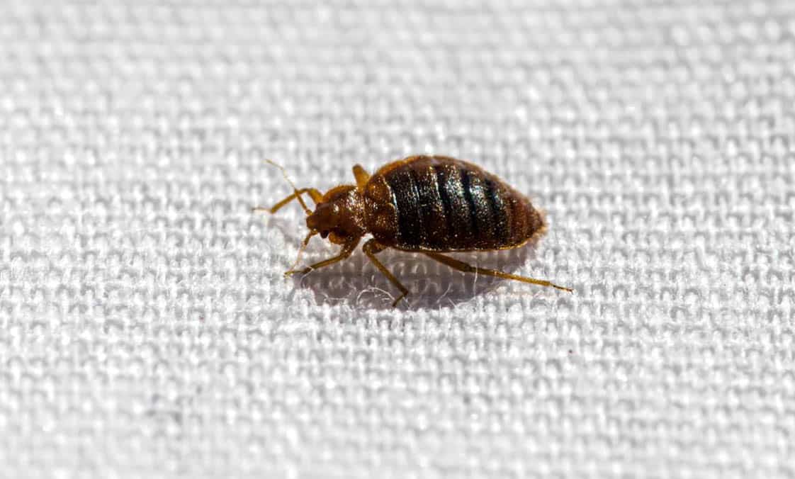 identifying bed bugs