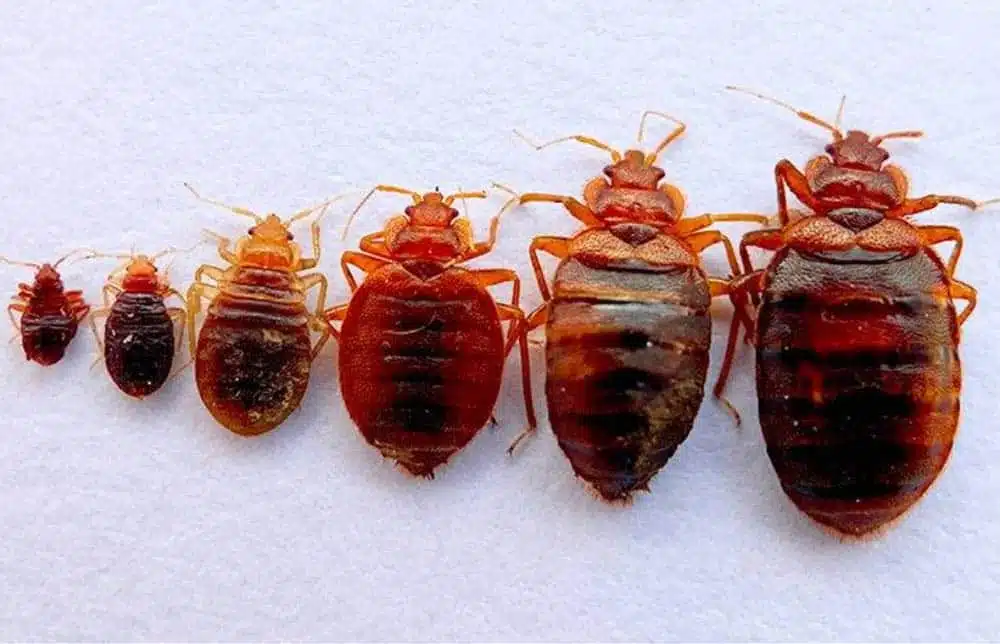 What Do Bed Bugs Looks Like? Clearview Bed Bug Monitor