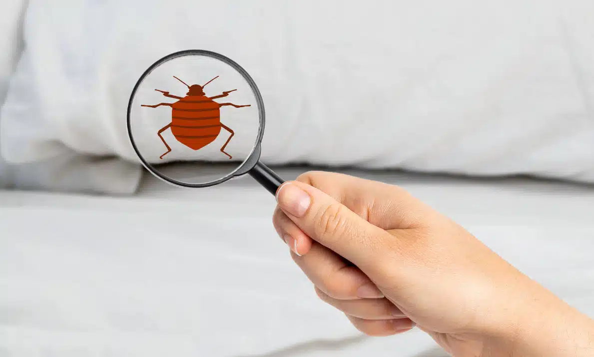 10 ways to detect the presence of bed bugs