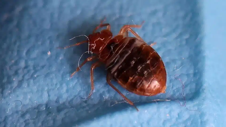 importance of bed bug monitors